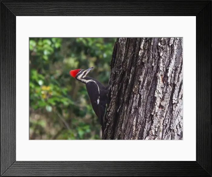 Framed Print : Pileated woodpecker. Arlington, Virginia USA Framed Print : Pileated woodpecker. Arlington, Virginia USA