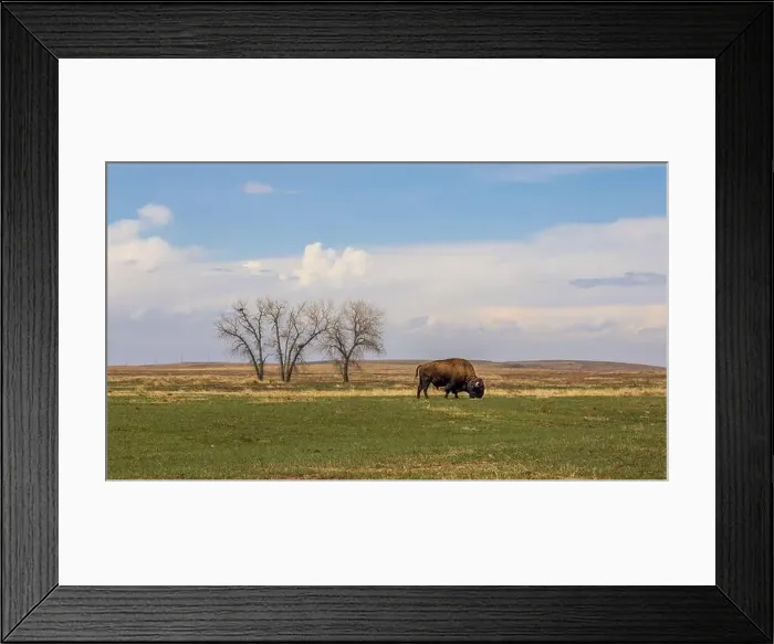 Framed Print : Buffalo herd at Rocky Mountain Arsenal National Wildlife Refuge, Colorado Framed Print : Buffalo herd at Rocky Mountain Arsenal National Wildlife Refuge, Colorado