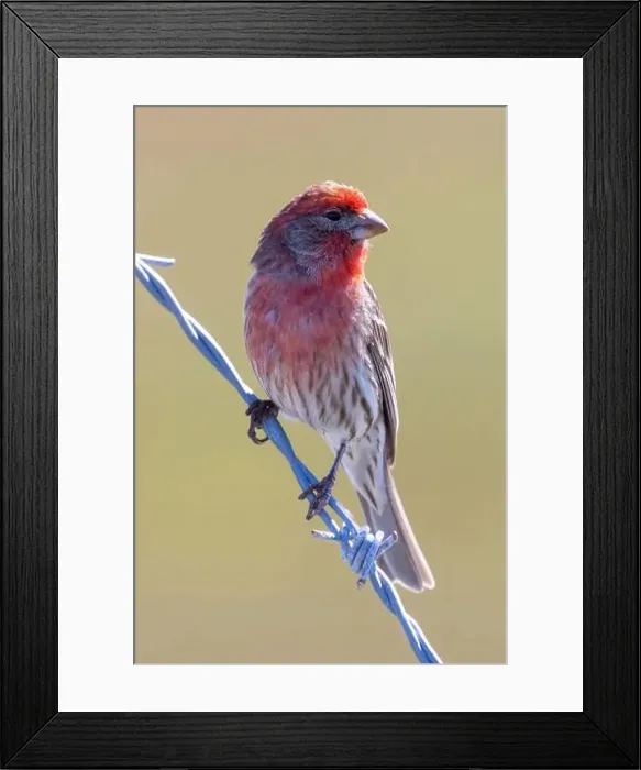 Framed Print : House Finch male perched on a barbed wire. Palo Alto Baylands, Santa Clara County, California, USA Framed Print : House Finch male perched on a barbed wire. Palo Alto Baylands, Santa Clara County, California, USA