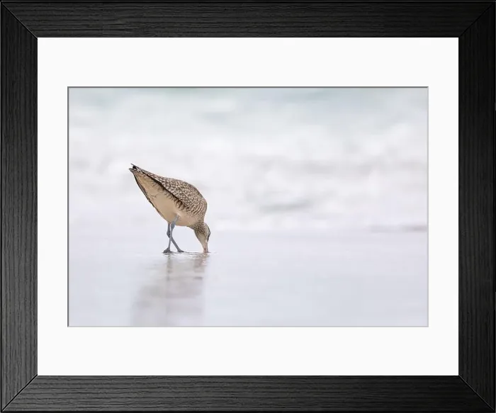 Framed Print : A single Whimbrel (Numenius) forages in the sand on a beach at Carmel by the Sea, California. March, USA Framed Print : A single Whimbrel (Numenius) forages in the sand on a beach at Carmel by the Sea, California. March, USA