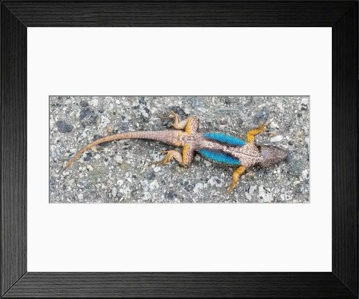 Framed Print : Western Fence Lizard (aka blue-belly) adult male playing dead after a catch and release Framed Print : Western Fence Lizard (aka blue-belly) adult male playing dead after a catch and release