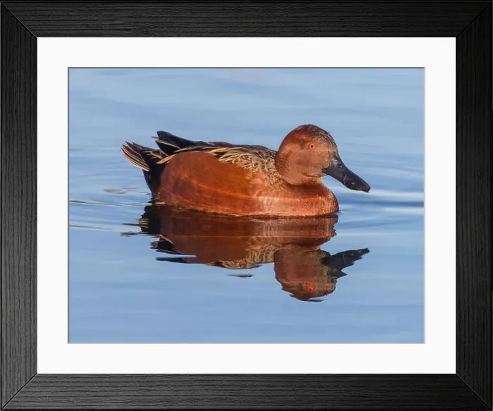 Framed Print : Cinnamon Teal Adult Male Swimming at the Marsh. Emily Renzel Wetlands, Santa Clara County, California, USA Framed Print : Cinnamon Teal Adult Male Swimming at the Marsh. Emily Renzel Wetlands, Santa Clara County, California, USA