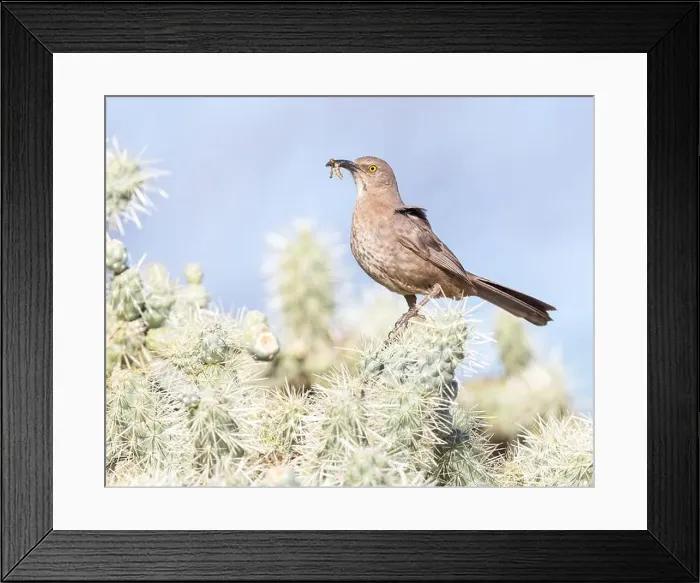 Framed Print : A Curve-billed Thrasher has food for its nestlings; Tucson, AZ Framed Print : A Curve-billed Thrasher has food for its nestlings; Tucson, AZ