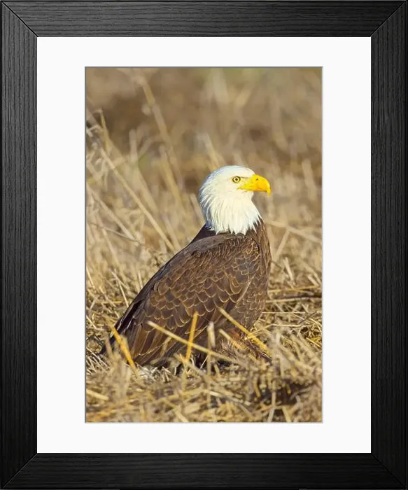 Framed Print : A close up of an American bald eagle resting on the ground in late winter in north Idaho Framed Print : A close up of an American bald eagle resting on the ground in late winter in north Idaho