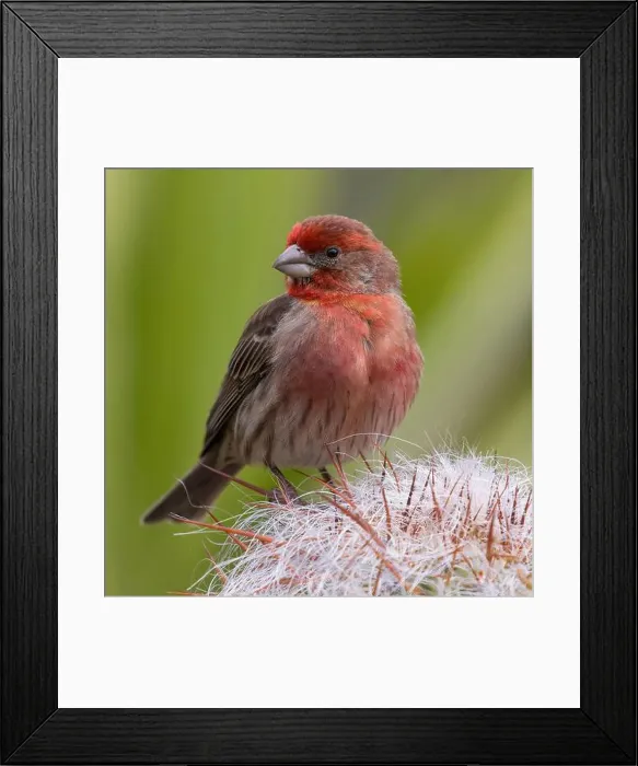 Framed Print : House Finch male perched on a cactus plant. Stanford, Santa Clara County, California, USA