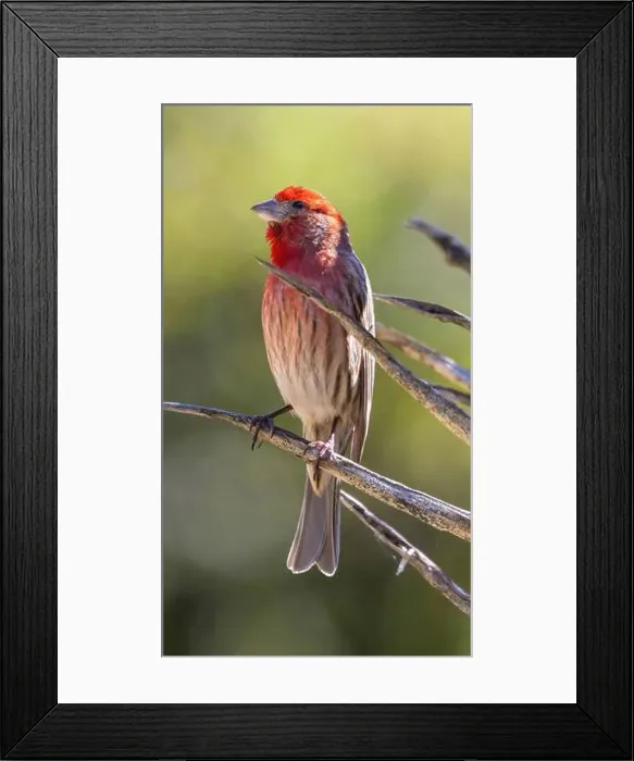 Framed Print : House Finch male perched on a succulent plant. Stanford, Santa Clara County, California, USA