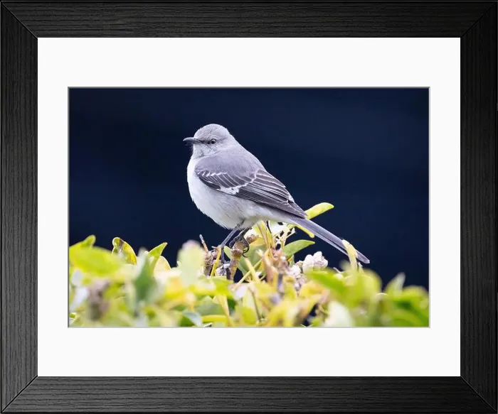 Framed Print : Northern Mockingbird (Mimus polyglottos) perched in a shrub and with a dark background Framed Print : Northern Mockingbird (Mimus polyglottos) perched in a shrub and with a dark background