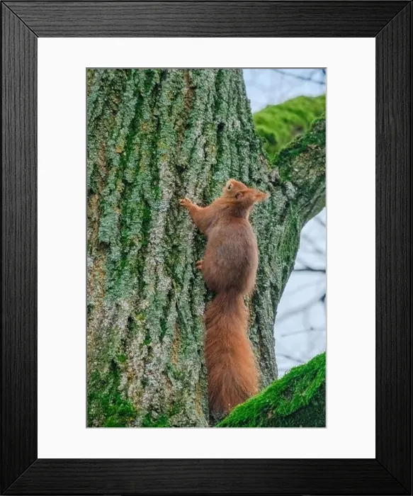 Framed Print : cute young squirrel portrait on tree at park Framed Print : cute young squirrel portrait on tree at park