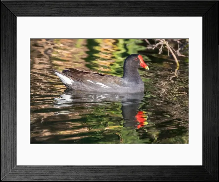 Framed Print : Common Gallinule adult swimming in the marsh. Emily Renzel Wetlands, Santa Clara County, California, USA Framed Print : Common Gallinule adult swimming in the marsh. Emily Renzel Wetlands, Santa Clara County, California, USA