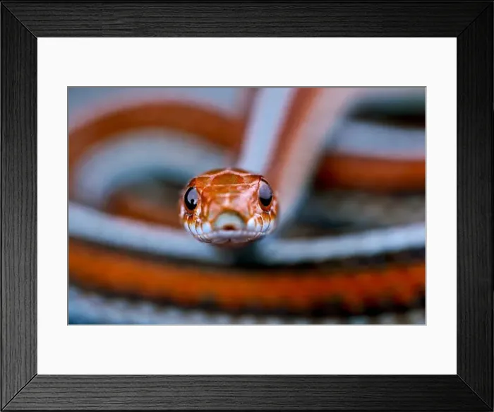 Framed Print : San Fransisco garter snake (Thamnophis sirtalis tetrataenia) Framed Print : San Fransisco garter snake (Thamnophis sirtalis tetrataenia)