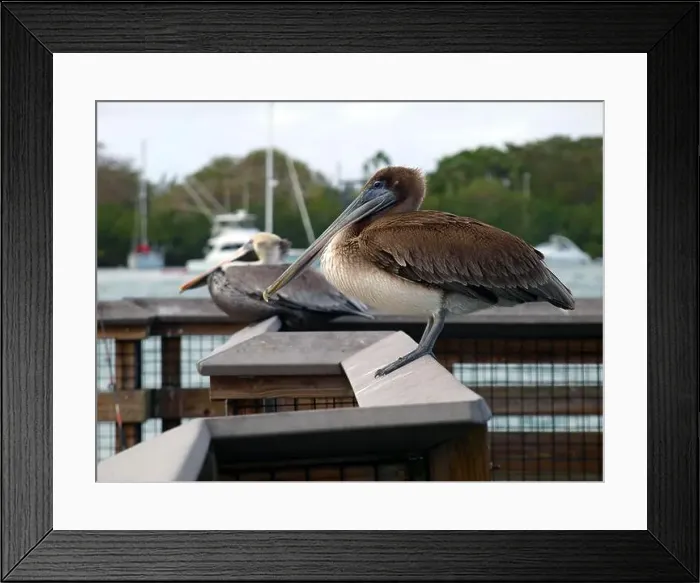 Framed Print : Two pelicans resting on the fishing pier at the mouth of the Oleta River, Florida Framed Print : Two pelicans resting on the fishing pier at the mouth of the Oleta River, Florida