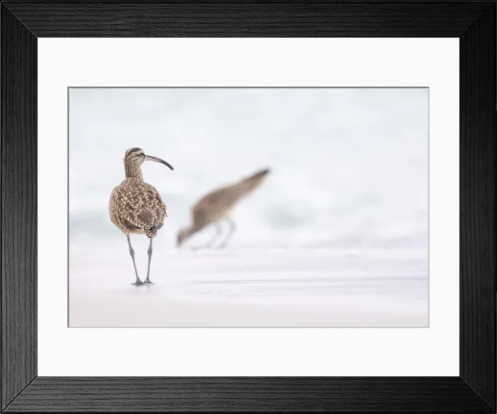 Framed Print : Whimbrel (Numenius) on sandy beach Carmel by the Sea, California. March, USA Framed Print : Whimbrel (Numenius) on sandy beach Carmel by the Sea, California. March, USA