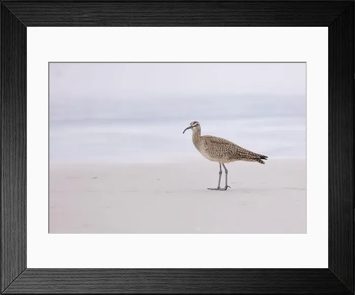 Framed Print : Whimbrel (Numenius) on sandy beach Carmel by the Sea, California. March, USA Framed Print : Whimbrel (Numenius) on sandy beach Carmel by the Sea, California. March, USA