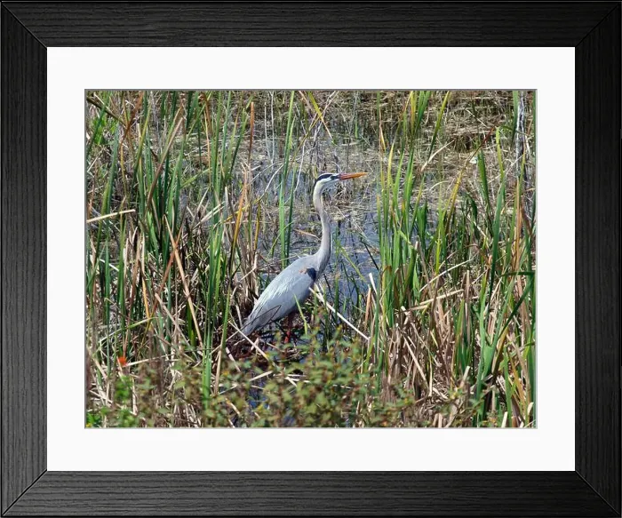 Framed Print : Great Blue Heron surrounded by the tall grasses of the Everglades, Florida Framed Print : Great Blue Heron surrounded by the tall grasses of the Everglades, Florida