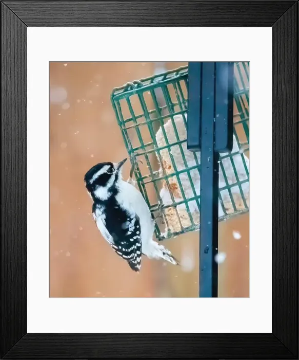 Framed Print : Female downy woodpecker eating suet while perched on the backyard feeder on a snowy spring day in Taylors Falls Framed Print : Female downy woodpecker eating suet while perched on the backyard feeder on a snowy spring day in Taylors Falls