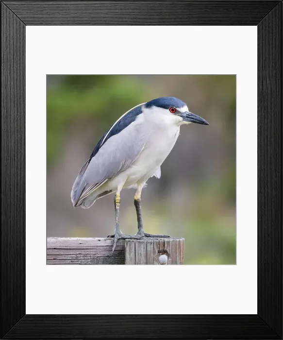 Framed Print : Adult Black-crowned Night-Heron with muddy feet. Palo Alto Baylands, Santa Clara County, California, USA Framed Print : Adult Black-crowned Night-Heron with muddy feet. Palo Alto Baylands, Santa Clara County, California, USA