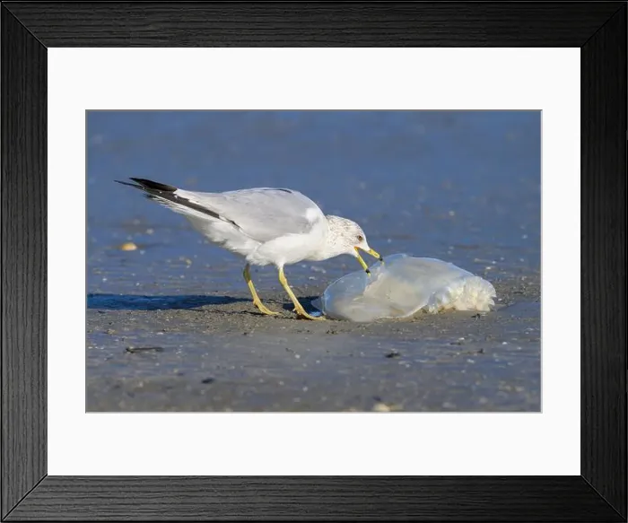 Framed Print : Ring-billed Gull (Larus delawarensis) eating a dead Cannonball jellyfish (Stomolophus meleagris) at the ocean coast Framed Print : Ring-billed Gull (Larus delawarensis) eating a dead Cannonball jellyfish (Stomolophus meleagris) at the ocean coast
