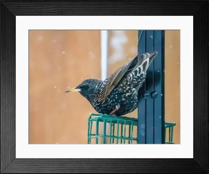 Framed Print : Colorful patterned feathers on a european starling perched on top of a suet feeder on a snowy spring day in a backyard Framed Print : Colorful patterned feathers on a european starling perched on top of a suet feeder on a snowy spring day in a backyard
