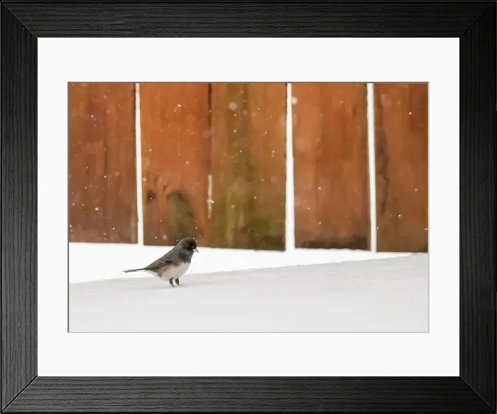 Framed Print : Cute little dark-eyed junco perched on the snow on the ground on a snowy spring day in front of a brown wooden fence Framed Print : Cute little dark-eyed junco perched on the snow on the ground on a snowy spring day in front of a brown wooden fence