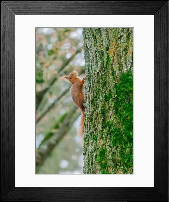 Framed Print : cute young squirrel portrait on tree at park Framed Print : cute young squirrel portrait on tree at park