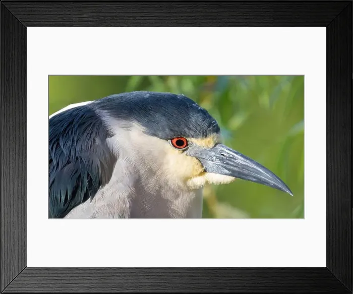 Framed Print : Adult, Black-crowned Night-Heron Headshot. Ed R. Levin County Park, Santa Clara County, California, USA