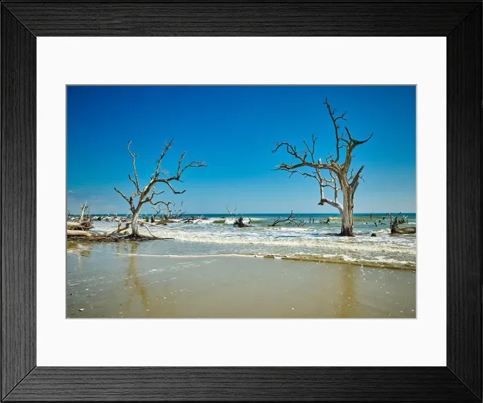 Framed Print : Hunting Island State Park with driftwood along the shore Framed Print : Hunting Island State Park with driftwood along the shore