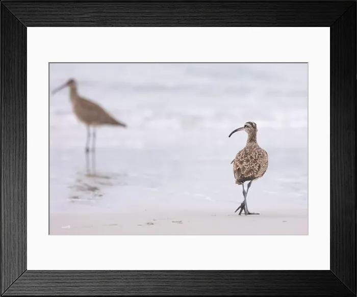 Framed Print : Whimbrel (Numenius) on sandy beach Carmel by the Sea, California. March, USA Framed Print : Whimbrel (Numenius) on sandy beach Carmel by the Sea, California. March, USA
