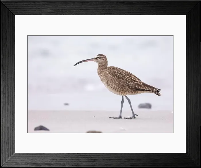 Framed Print : Whimbrel (Numenius) on sandy beach Carmel by the Sea, California. March, USA Framed Print : Whimbrel (Numenius) on sandy beach Carmel by the Sea, California. March, USA