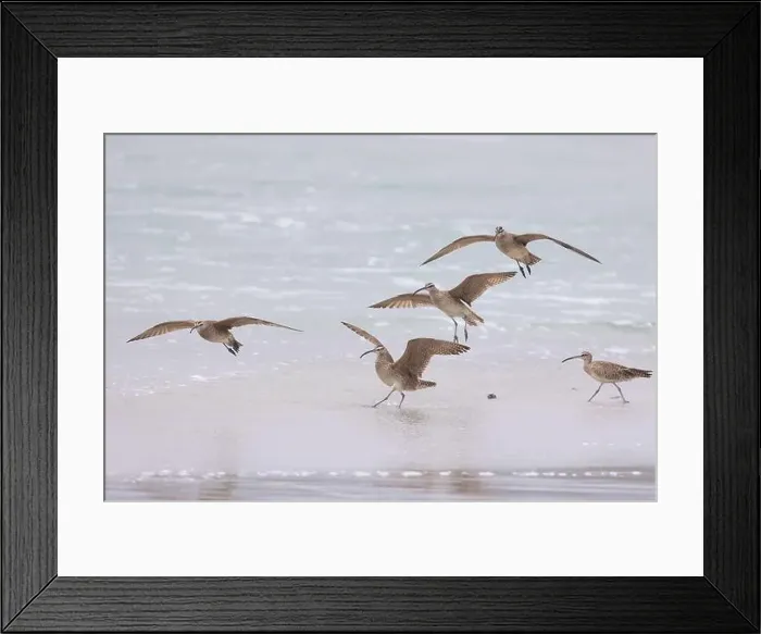 Framed Print : A small flock of Whimbrel (Numenius) take off and land on sandy beach Carmel by the Sea, California. March, USA