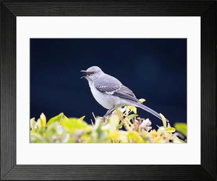 Framed Print : Northern Mockingbird (Mimus polyglottos) perched in a shrub and with a dark background Framed Print : Northern Mockingbird (Mimus polyglottos) perched in a shrub and with a dark background