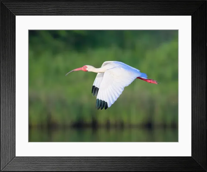 Framed Print : American white ibis (Eudocimus albus) flying over tidal marsh, Galveston, Texas, USA Framed Print : American white ibis (Eudocimus albus) flying over tidal marsh, Galveston, Texas, USA