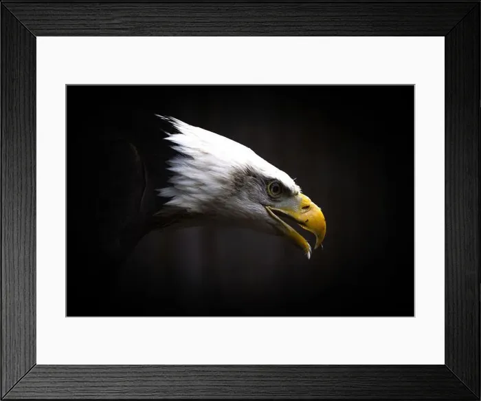 Framed Print : Portrait of an American male Bald Eagle on dark background Framed Print : Portrait of an American male Bald Eagle on dark background