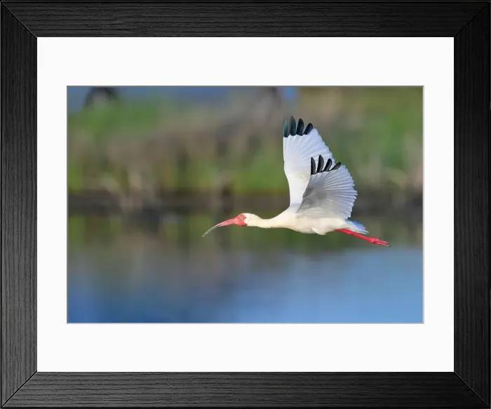Framed Print : American white ibis (Eudocimus albus) flying over tidal marsh, Galveston, Texas, USA Framed Print : American white ibis (Eudocimus albus) flying over tidal marsh, Galveston, Texas, USA
