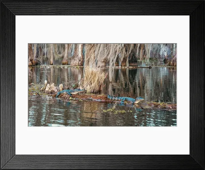 Framed Print : Swamp tour on a boat near Lafayette, Luisiana Framed Print : Swamp tour on a boat near Lafayette, Luisiana