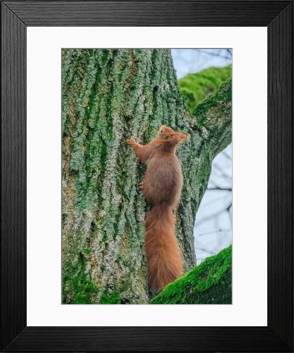 Framed Print : cute young squirrel portrait on tree at park Framed Print : cute young squirrel portrait on tree at park