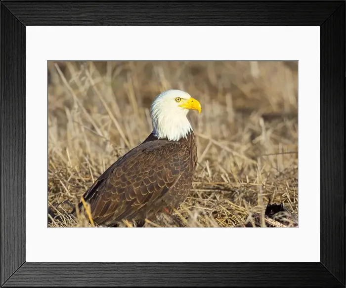 Framed Print : A close up of an American bald eagle resting on the ground in late winter in north Idaho Framed Print : A close up of an American bald eagle resting on the ground in late winter in north Idaho
