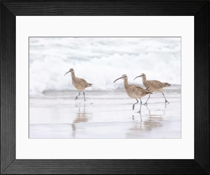 Framed Print : Three Whimbrels (Numenius) run along the sandy beach at Carmel by the Sea, California. March, USA Framed Print : Three Whimbrels (Numenius) run along the sandy beach at Carmel by the Sea, California. March, USA