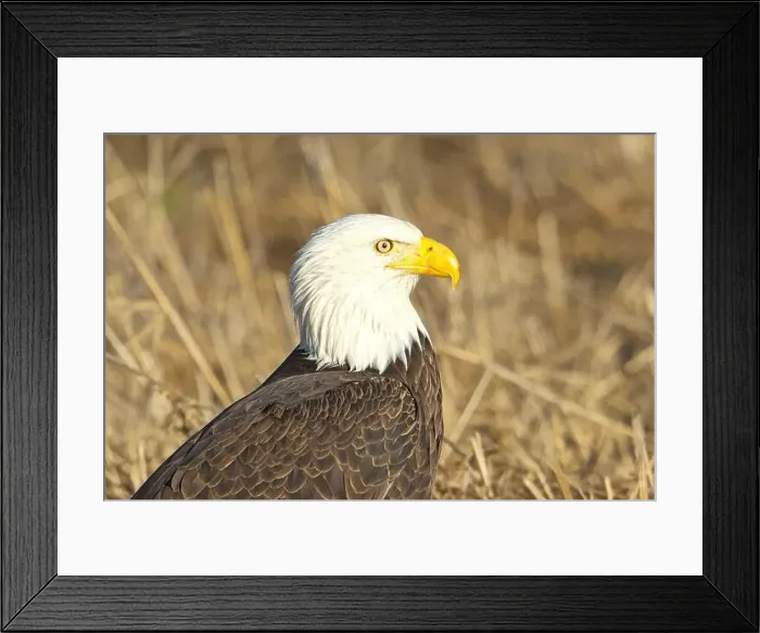 Framed Print : A close up of an American bald eagle resting on the ground in late winter in north Idaho Framed Print : A close up of an American bald eagle resting on the ground in late winter in north Idaho