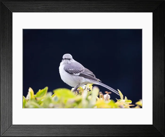 Framed Print : Northern Mockingbird (Mimus polyglottos) perched in a shrub and with a dark background Framed Print : Northern Mockingbird (Mimus polyglottos) perched in a shrub and with a dark background