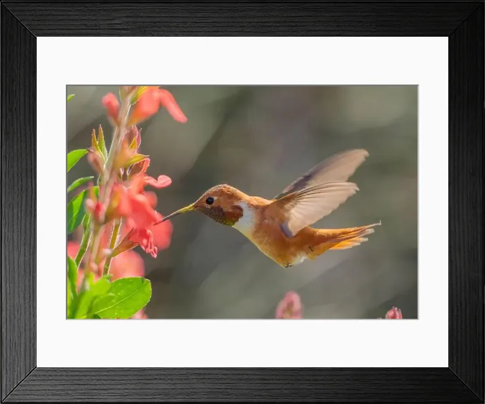 Framed Print : male Rufous Hummingbird at a northbound fuel stop, Yolo County California Framed Print : male Rufous Hummingbird at a northbound fuel stop, Yolo County California