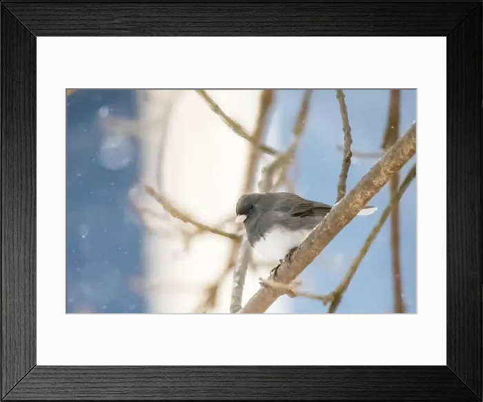 Framed Print : Dark-eyed junco perched on a tree branch on a snowy spring day in a backyard in Taylors Falls, Minnesota USA Framed Print : Dark-eyed junco perched on a tree branch on a snowy spring day in a backyard in Taylors Falls, Minnesota USA