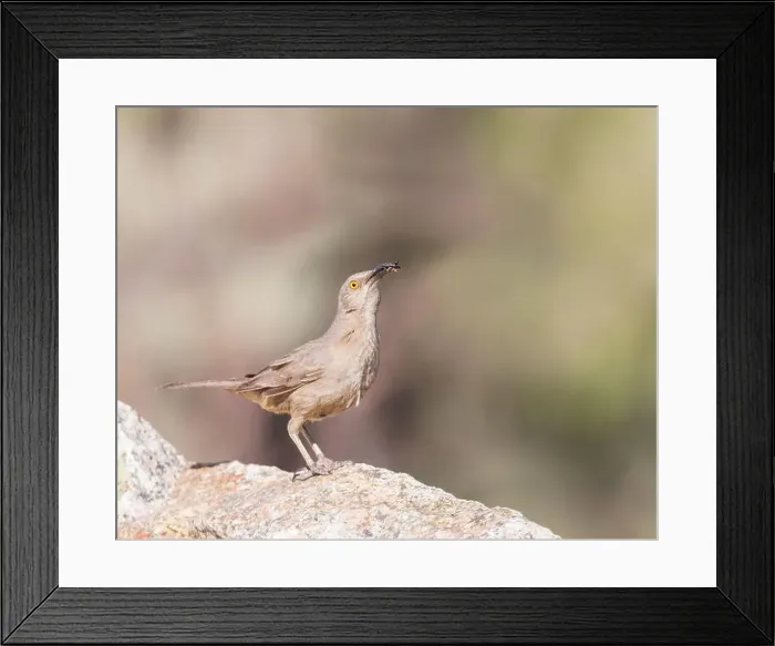 Framed Print : A Curve-billed Thrasher has food for its nestlings; Tucson, AZ Framed Print : A Curve-billed Thrasher has food for its nestlings; Tucson, AZ