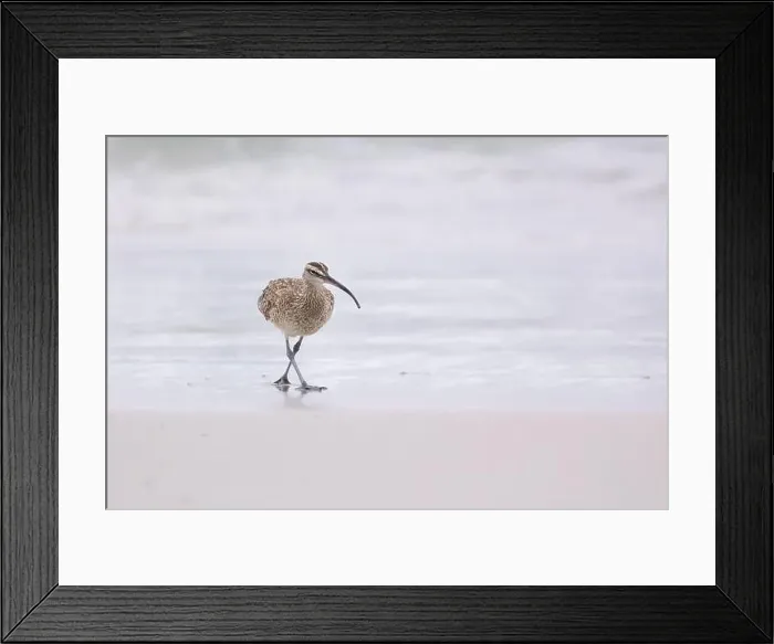Framed Print : Whimbrel (Numenius) on sandy beach Carmel by the Sea, California. March, USA Framed Print : Whimbrel (Numenius) on sandy beach Carmel by the Sea, California. March, USA