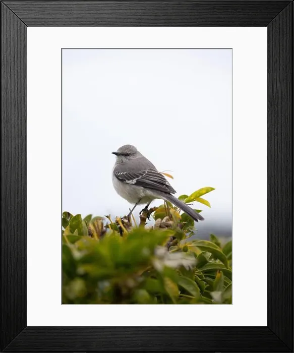 Framed Print : Northern Mockingbird (Mimus polyglottos) perched in a shrub and with a light background Framed Print : Northern Mockingbird (Mimus polyglottos) perched in a shrub and with a light background