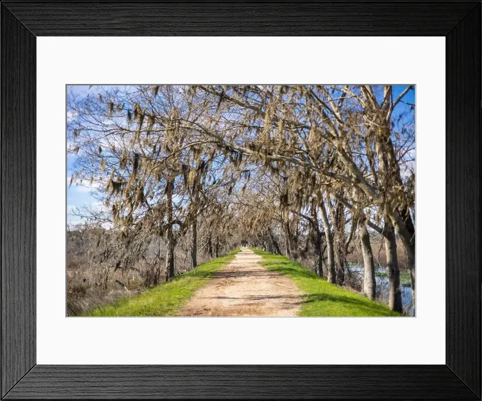 Framed Print : Brazos Bend State Park, Texas, in a beautiful sunny morning Framed Print : Brazos Bend State Park, Texas, in a beautiful sunny morning