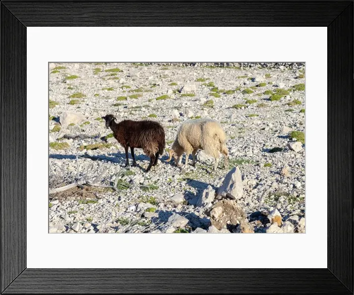 Framed Print : ram and sheep on the rock Framed Print : ram and sheep on the rock