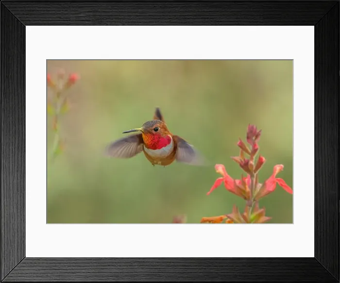Framed Print : male Rufous Hummingbird at a northbound fuel stop, Yolo County California Framed Print : male Rufous Hummingbird at a northbound fuel stop, Yolo County California