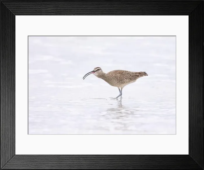 Framed Print : Whimbrel (Numenius) swallowing, with throat full, on sandy beach Carmel by the Sea, California. March, USA Framed Print : Whimbrel (Numenius) swallowing, with throat full, on sandy beach Carmel by the Sea, California. March, USA