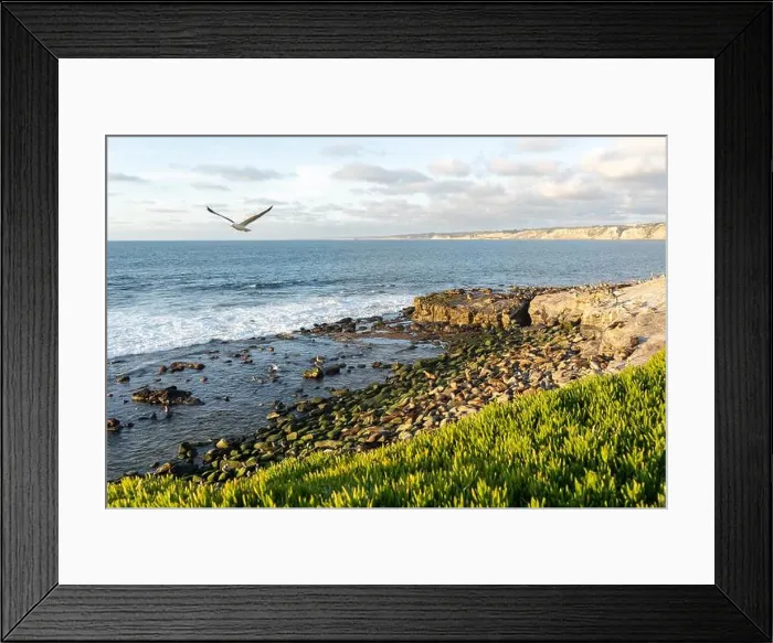 Framed Print : A beach full of seals resting at sunset. La Jolla Cove, San Diego, Calirfornia Framed Print : A beach full of seals resting at sunset. La Jolla Cove, San Diego, Calirfornia