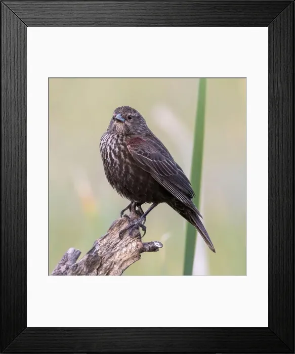 Framed Print : Adult Female Red-winged Blackbird. Ed R. Levin County Park, Santa Clara County, California, USA Framed Print : Adult Female Red-winged Blackbird. Ed R. Levin County Park, Santa Clara County, California, USA